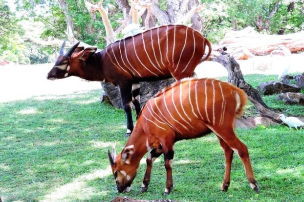Honolulu Zoo — official source image