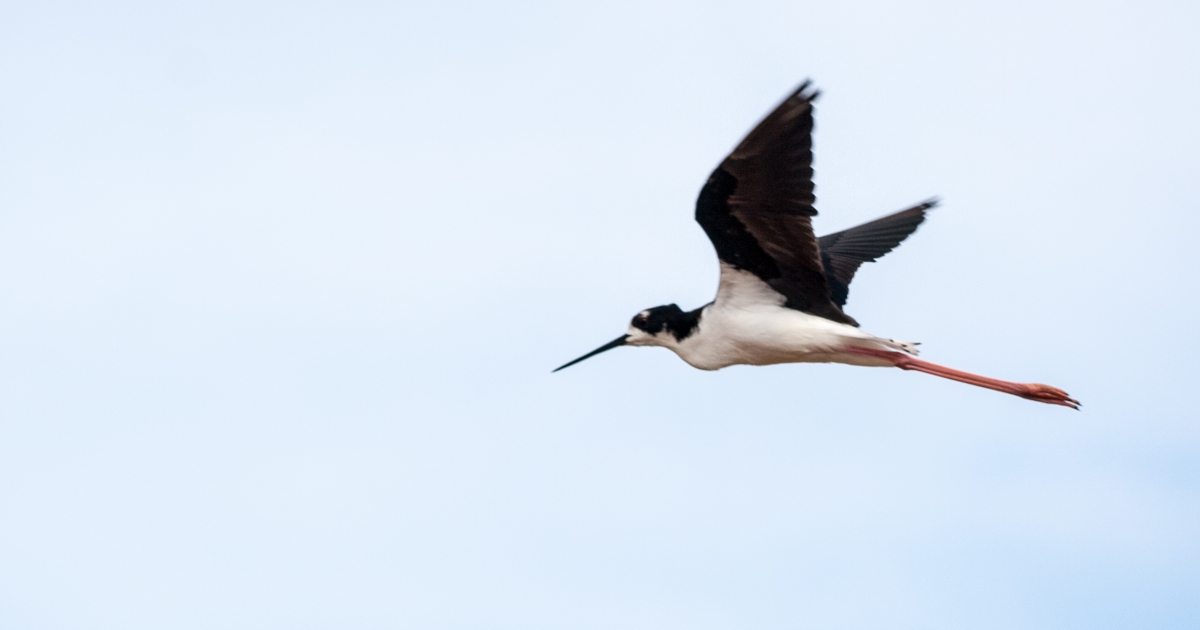 Keālia Pond wildlife walk — official source image