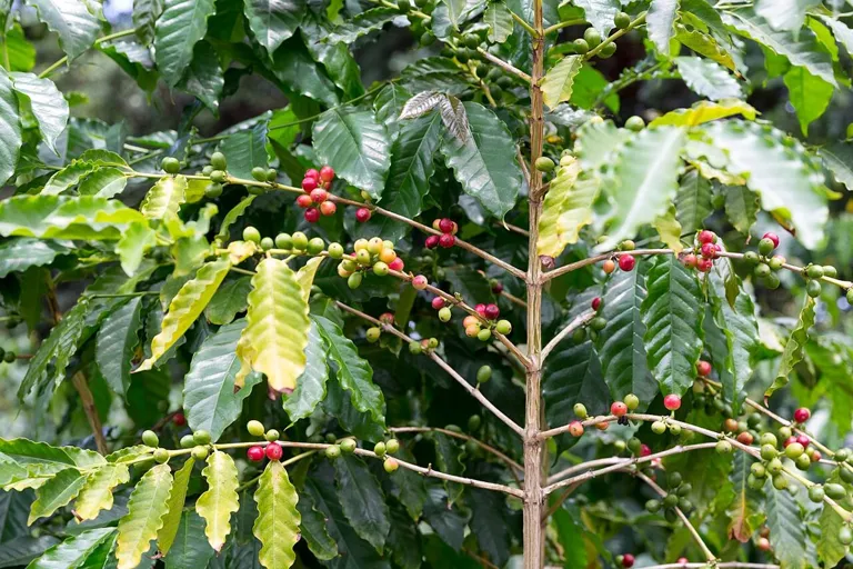 Kona Coffee fruits(2).jpg