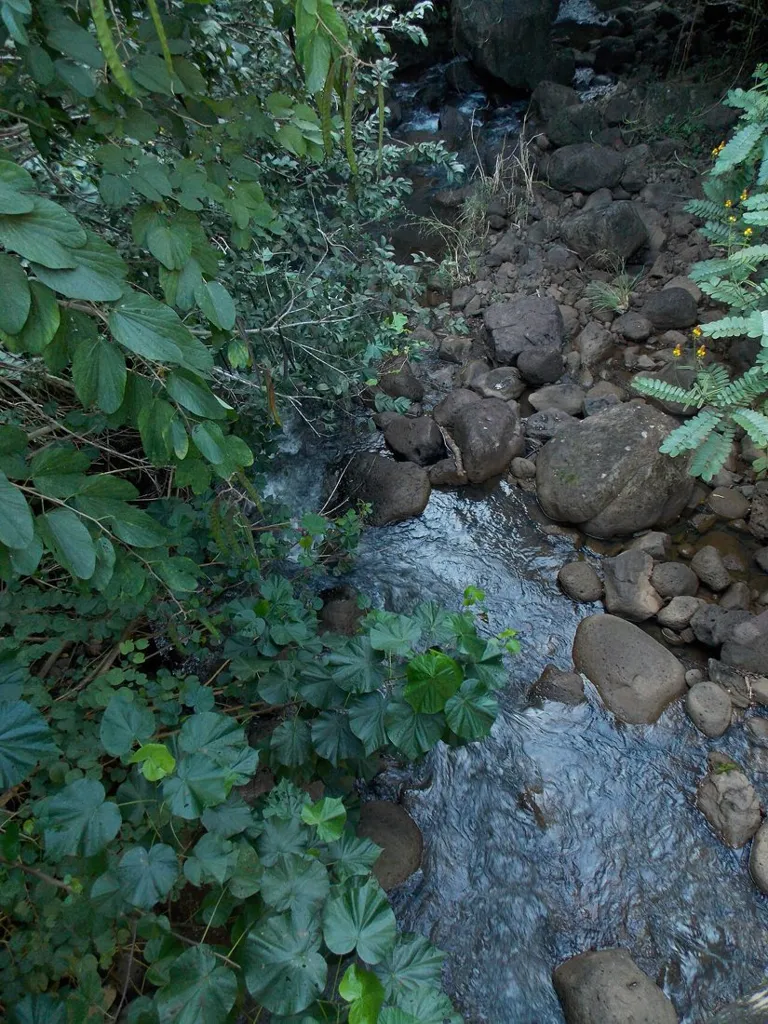 Waimea Valley on the north side of Oahu, Hawaii.
